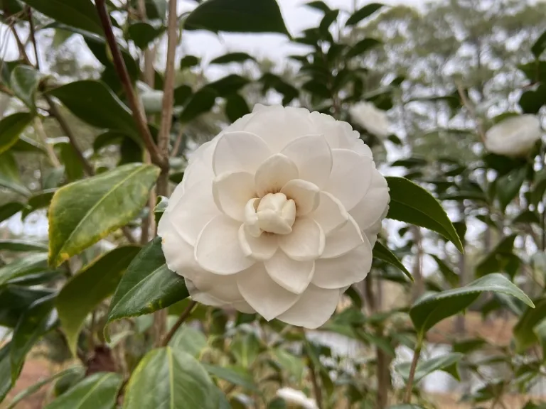 Camellia japonica 'Sea Foam' | Brookgreen